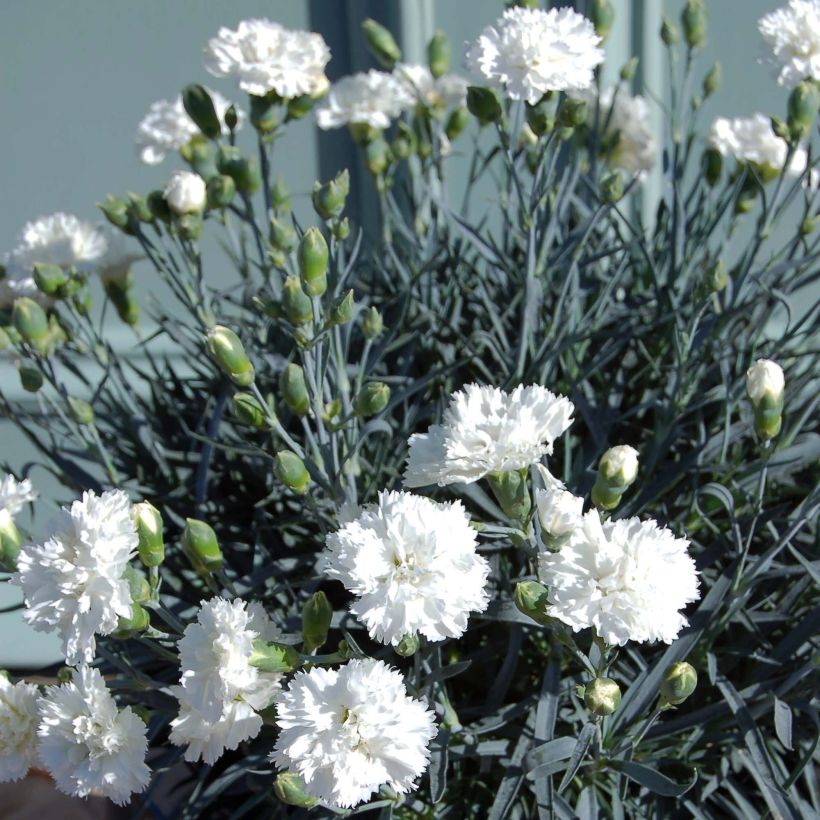 Dianthus plumarius Scent First Memories - Garofano strisciante (Plant habit)