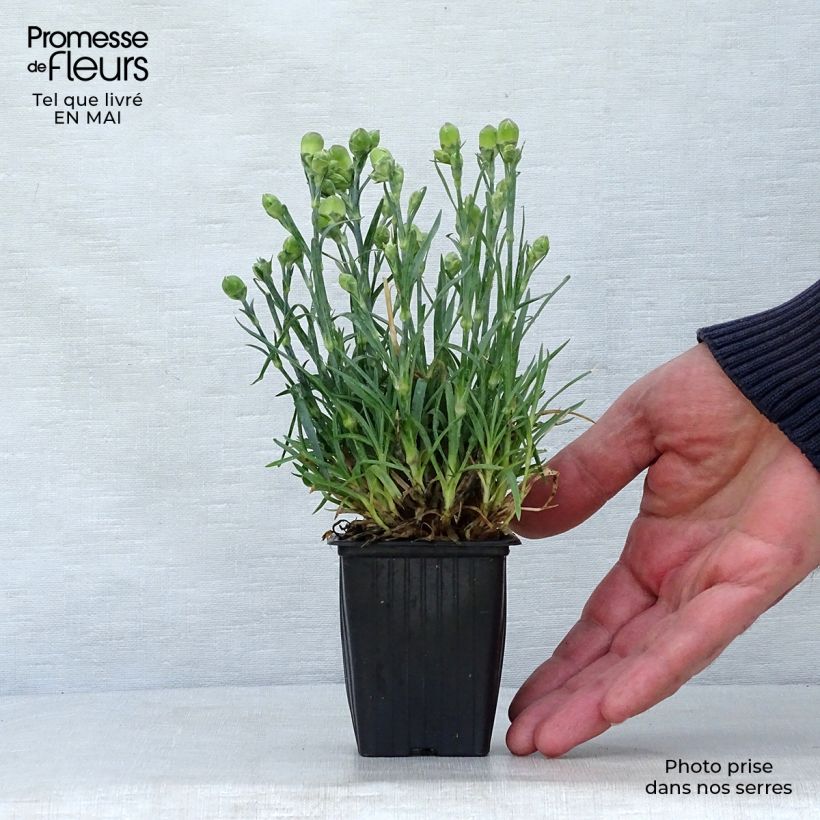 Dianthus plumarius Scent First Raspberry Sundae - Garofano strisciante Vasetto da 7/8 cm esemplare consegnato in primavera