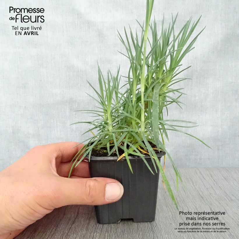 Example of Dianthus plumarius Scent First Romance - Garofano strisciante Vasetto da 7/8 cm as you get in printemps