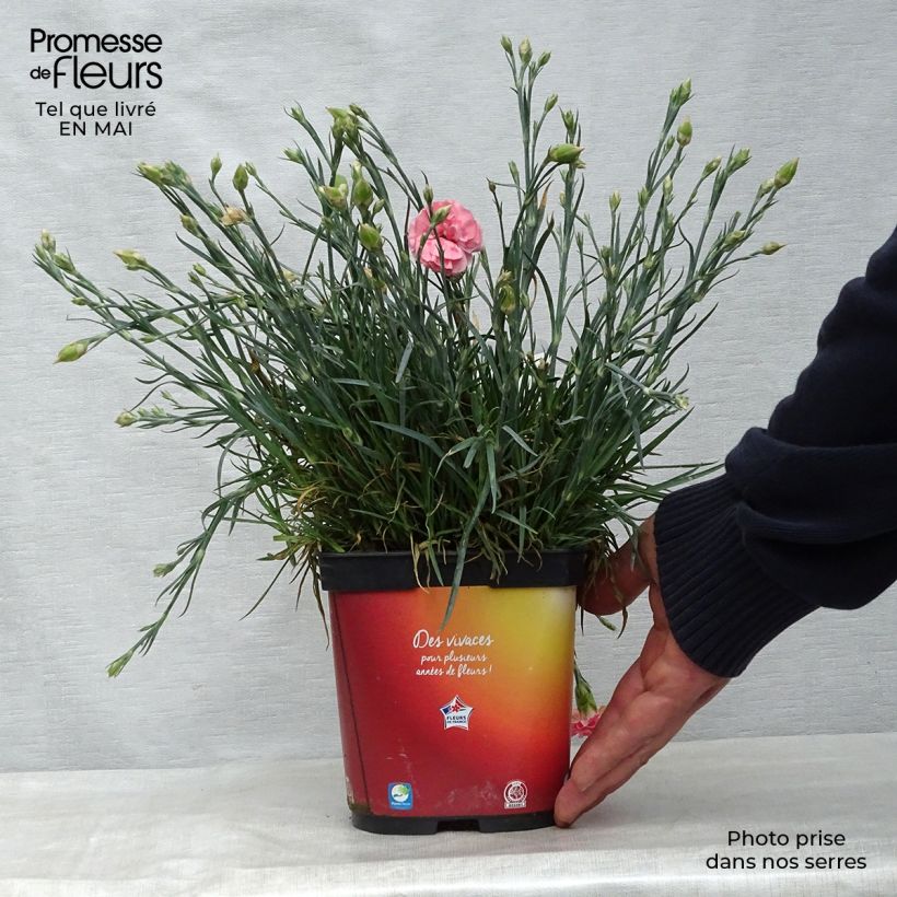 Example of Dianthus plumarius Scent First Romance - Garofano strisciante Vaso da 2L/3L as you get in printemps