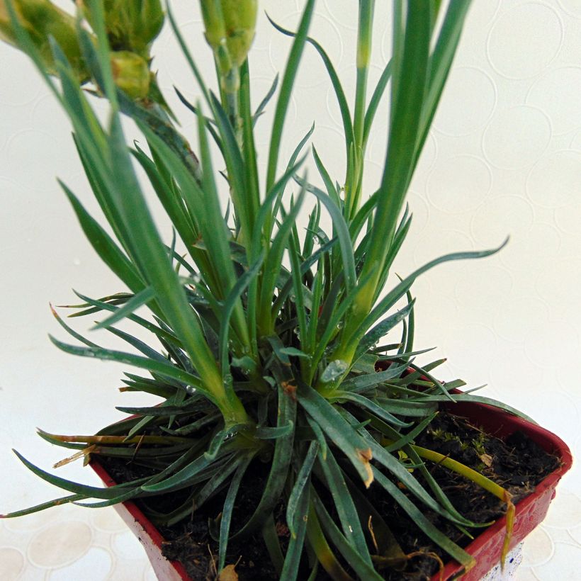 Dianthus plumarius Scent First Romance - Garofano strisciante (Foliage)