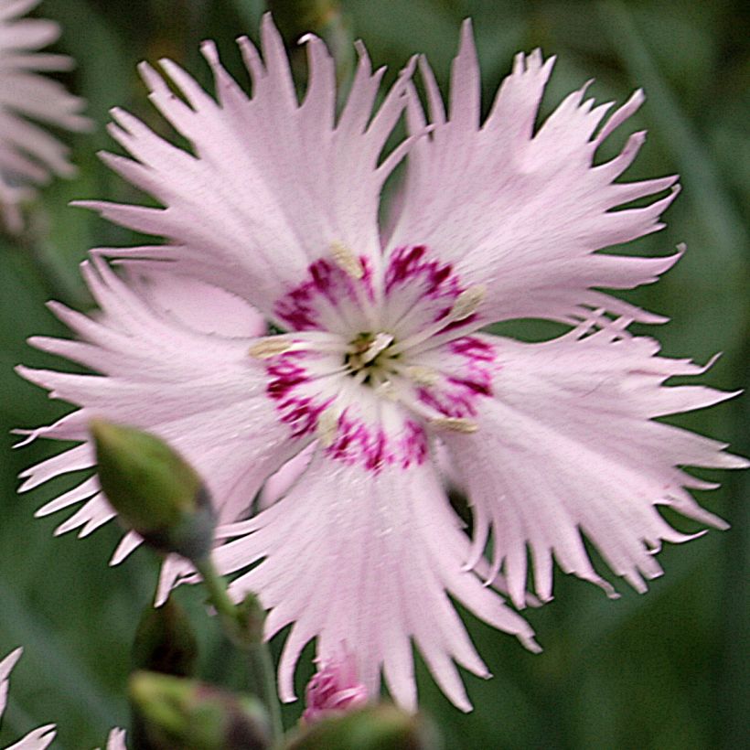 Dianthus spiculifolius - Garofano (Flowering)