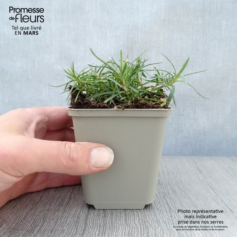 Example of Dianthus spiculifolius - Garofano Vasetto da 8/9 cm as you get in printemps