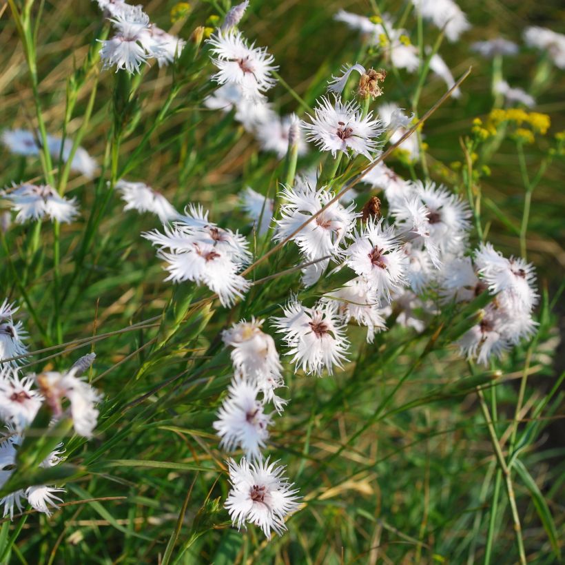 Dianthus superbus - Garofanino frangiato (Plant habit)