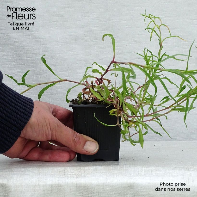 Example of Dianthus superbus - Garofanino frangiato Vasetto da 8/9 cm as you get in printemps