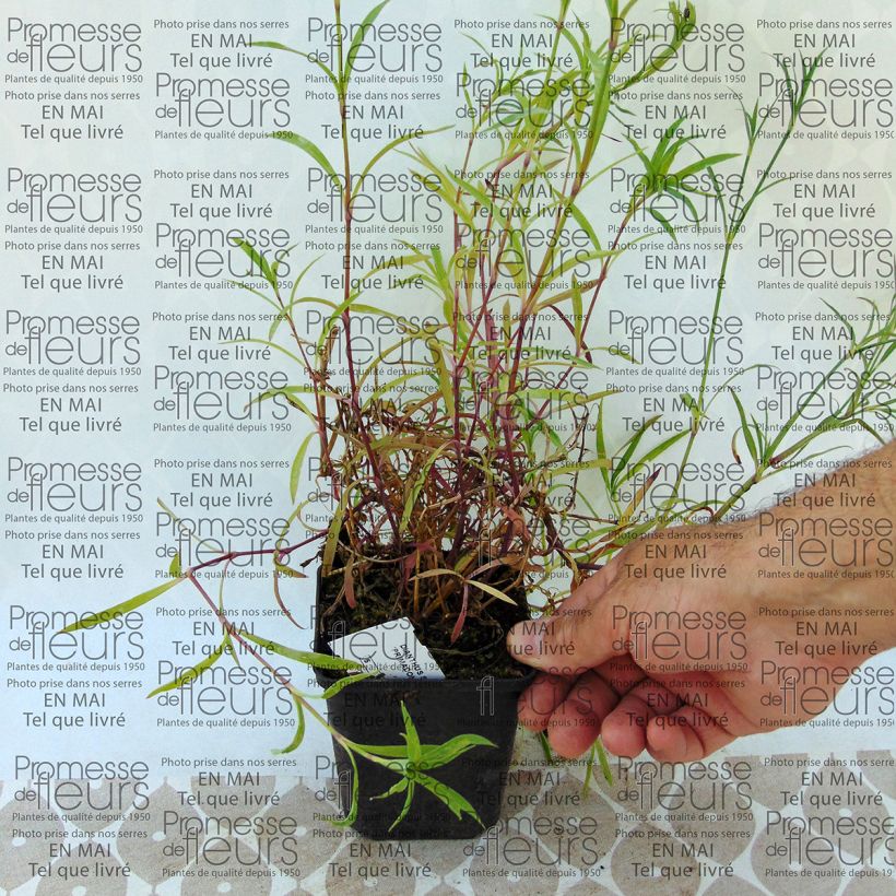 Esempio di esemplare Dianthus superbus Primadonna - Garofanino frangiato Vasetto da 7/8 cm come consegnato