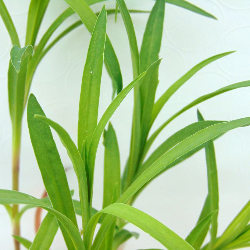 Dianthus superbus - Garofanino frangiato (Foliage)