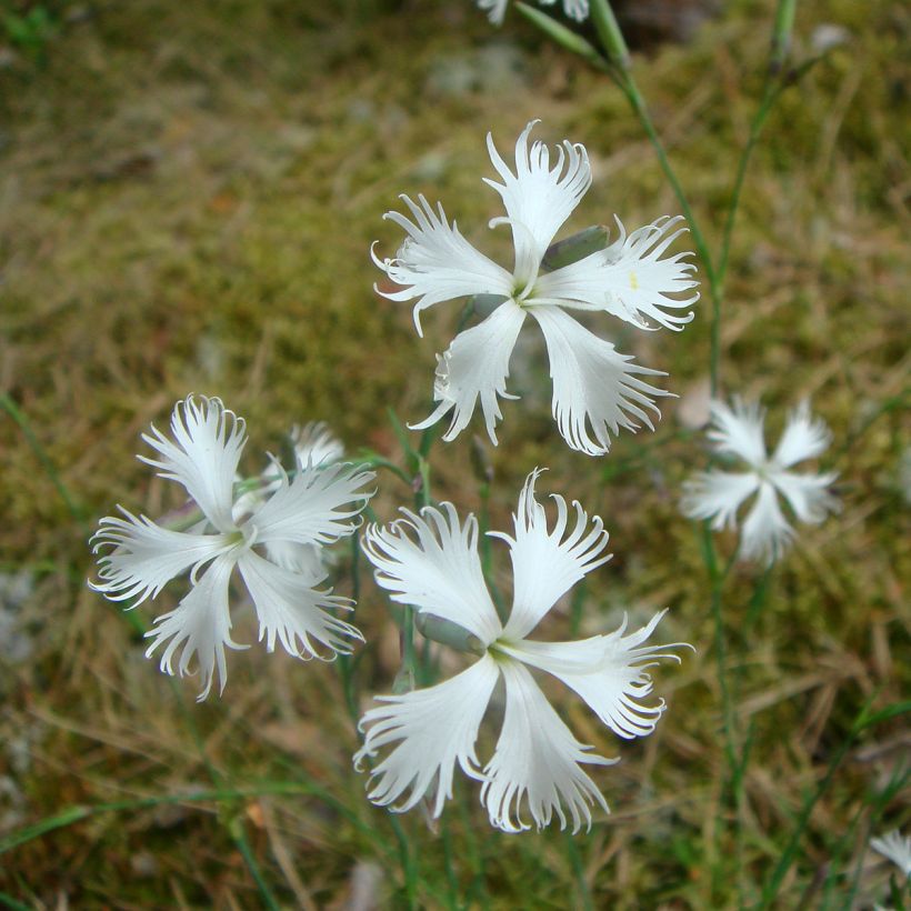 Dianthus squarrosa Berlin Snow - Garofano (Fioritura)