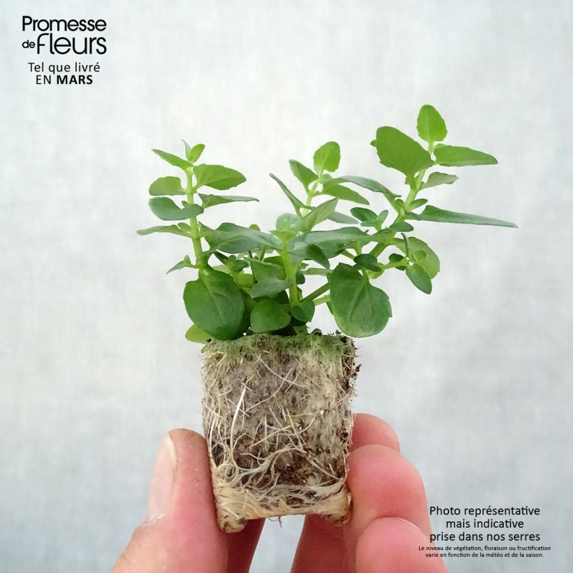 Diascia Breeze Plus Pink Mini zolla Ø 1,5/2,5 cm esemplare consegnato in primavera