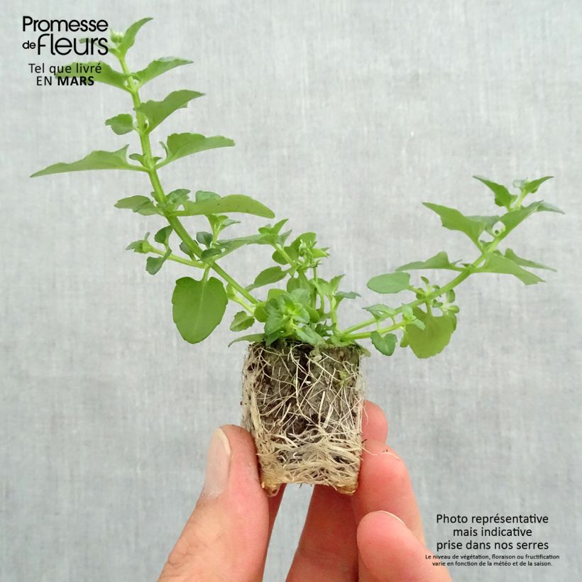 Diascia Breeze Plus White Mini zolla Ø 1,5/2,5 cm esemplare consegnato in primavera