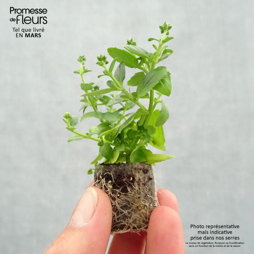 Diascia Genta Ruby mini zolla... esemplare consegnato in primavera