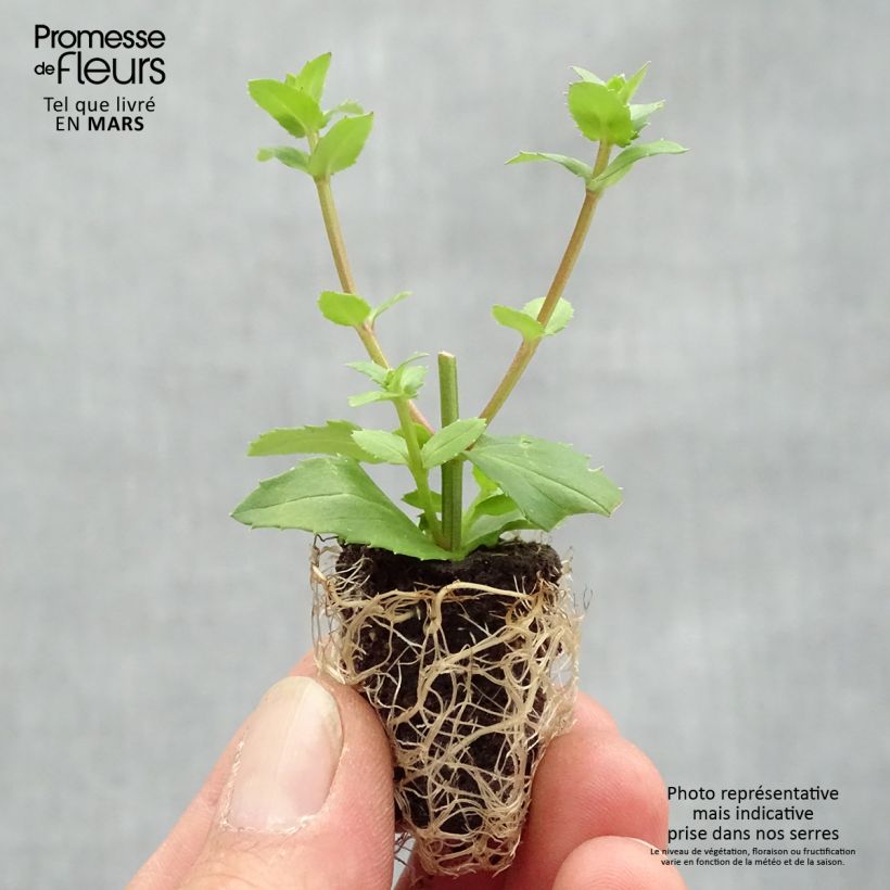 Diascia Sundascia Up Peach Mini zolla Ø 1,5/2,5 cm esemplare consegnato in primavera