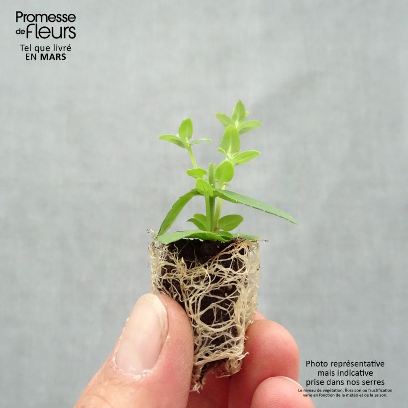 Diascia Up Rose Pink Mini zolla Ø 1,5/2,5 cm esemplare consegnato in primavera