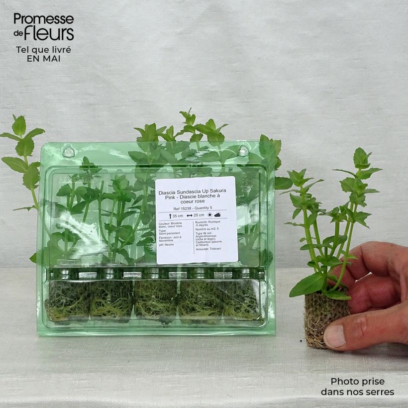 Diascia Sundascia Up Sakura Pink Mini zolla Ø 1,5/2,5 cm esemplare consegnato in primavera