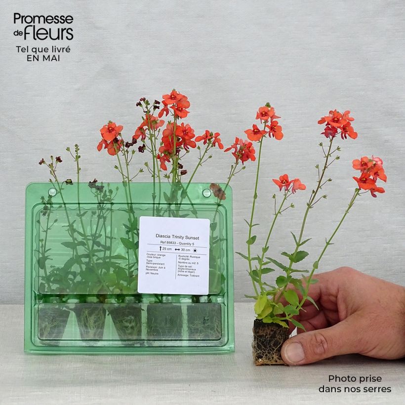 Diascia Trinity Sunset mini zolla... esemplare consegnato in primavera