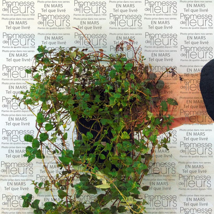 Esempio di esemplare Diascia Blackthorn Apricot Vasetto da 8/9 cm come consegnato