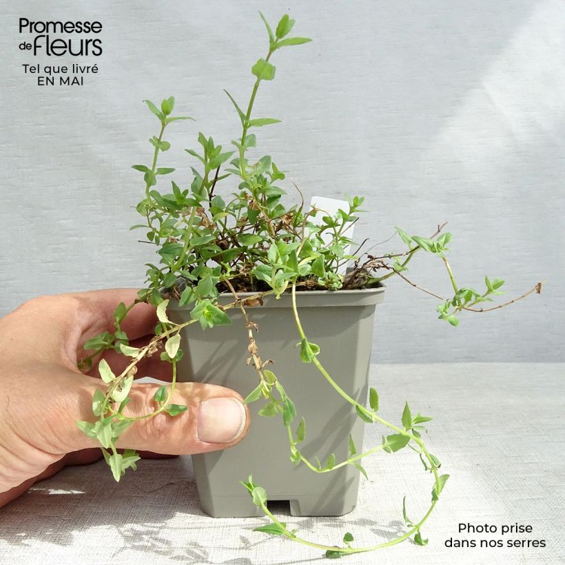 Diascia Ruby Field Vasetto da 8/9 cm esemplare consegnato in primavera