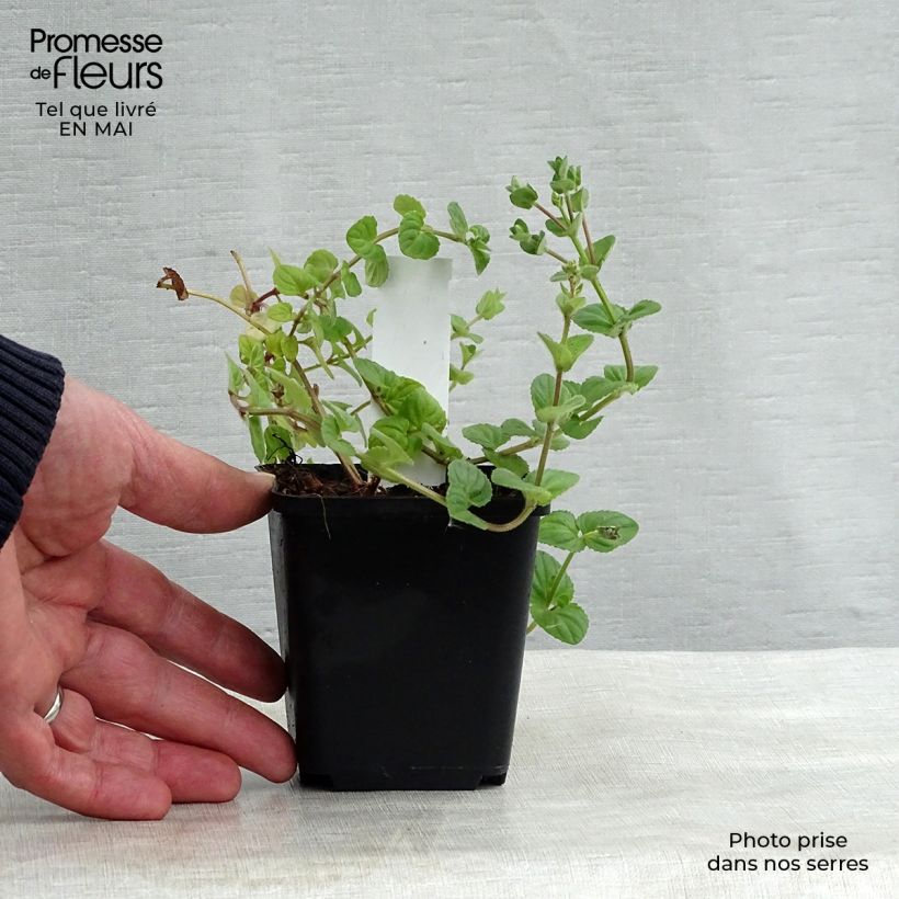 Example of Diascia fetcaniensis Vasetto da 8/9 cm as you get in printemps