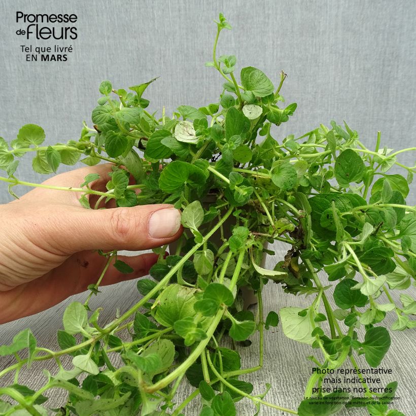 Diascia vigilis Vasetto da 8/9 cm esemplare consegnato in primavera