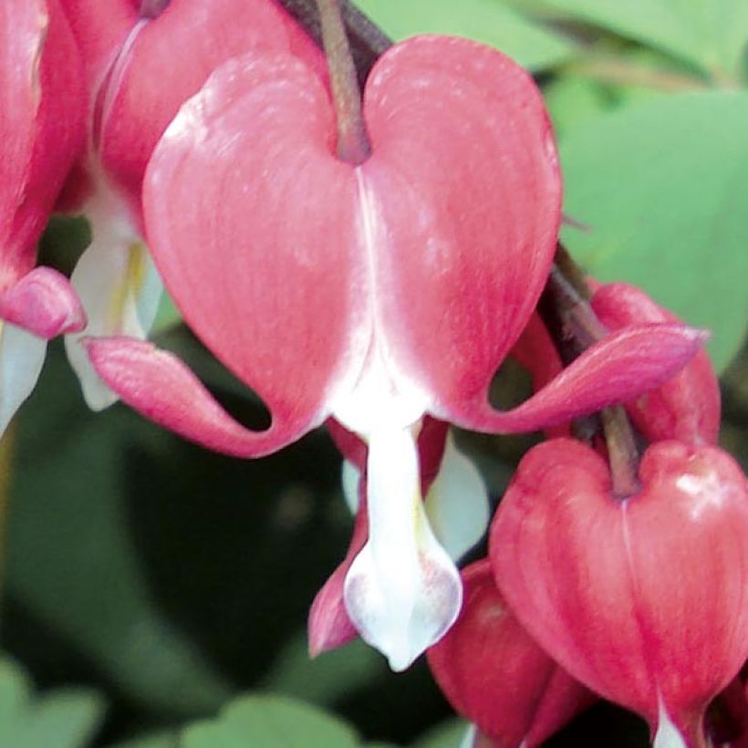 Dicentra spectabilis Valentine - Cuore di Maria (Flowering)