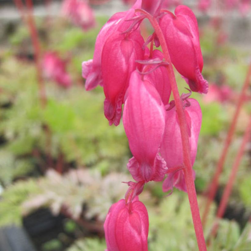 Dicentra formosa Luxuriant (Fioritura)