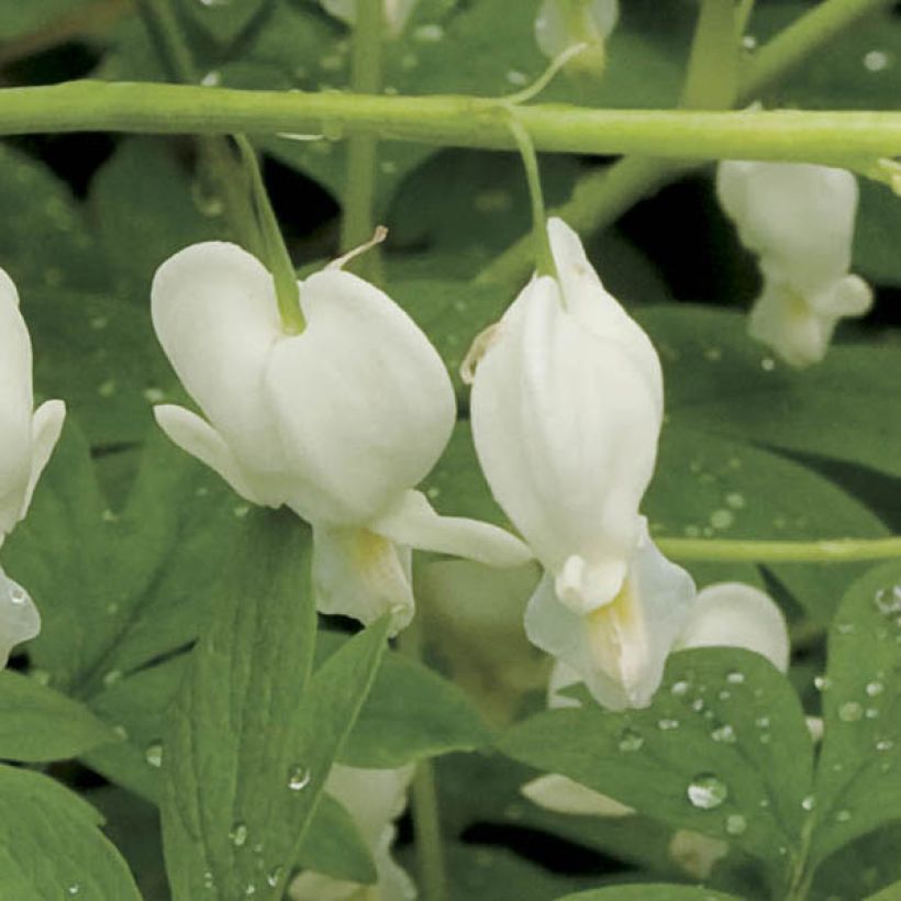 Dicentra spectabilis Alba - Cuore di Maria (Flowering)