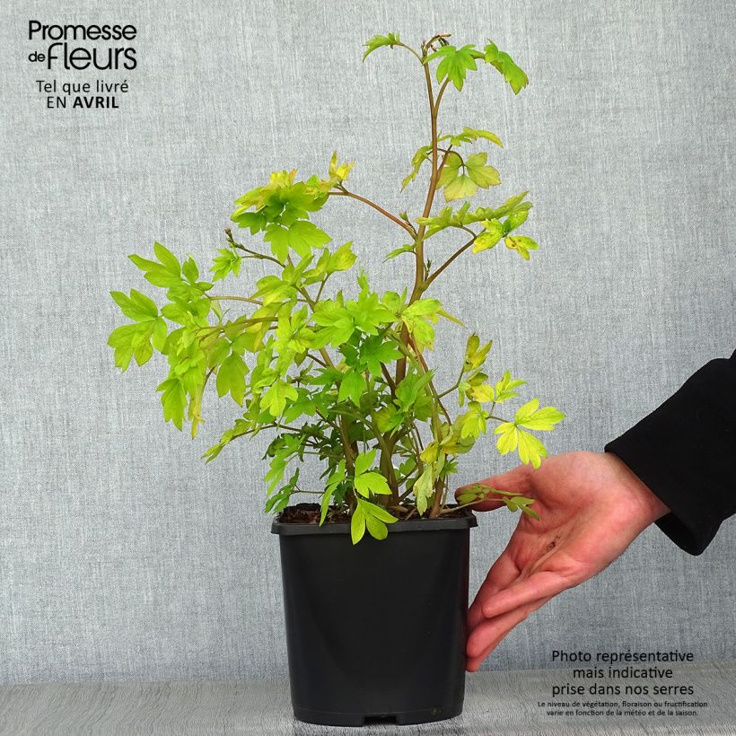 Dicentra spectabilis Yellow Leaf - Cuore di Maria Vaso da 3L/4L esemplare consegnato in primavera