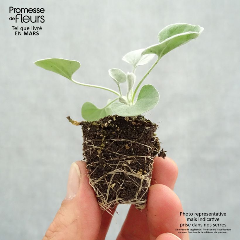 Dichondra argentea Silver Falls mini zolla... esemplare consegnato in primavera