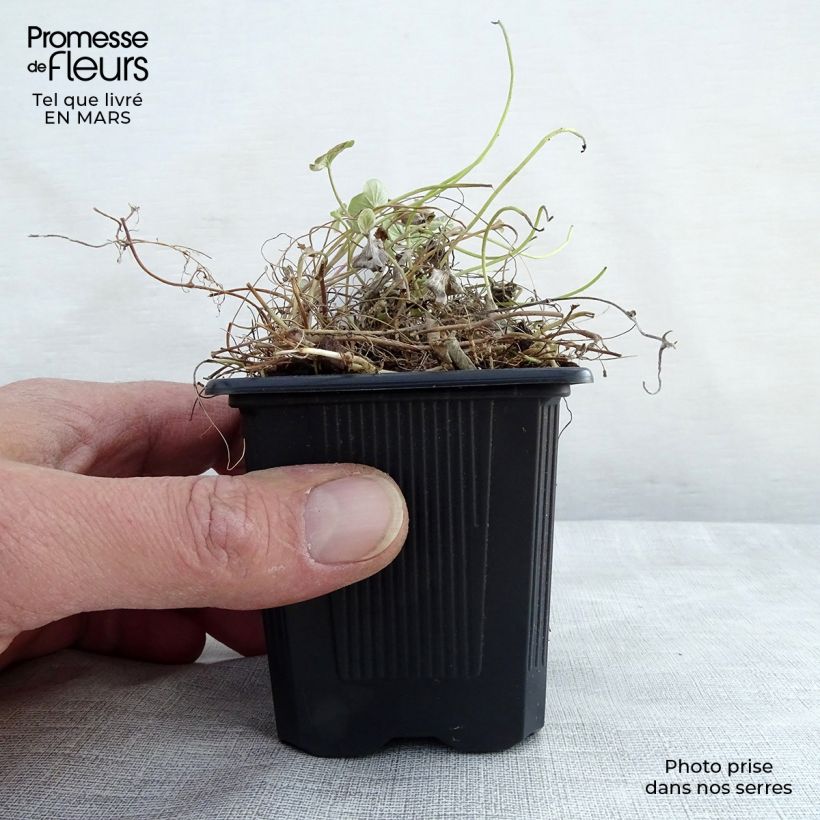 Dichondra repens Vasetto da 8/9 cm esemplare consegnato in primavera