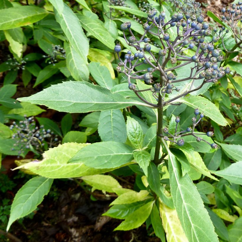 Dichroa febrifuga (Porto)