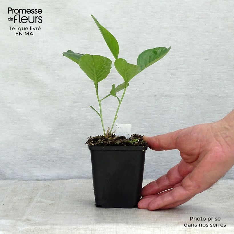 Example of Dictamnus albus - Dittamo Vasetto da 8/9 cm as you get in printemps