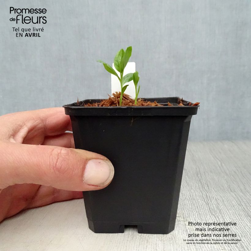 Example of Dictamnus albus var. purpureus - Dittamo Vasetto da 8/9 cm as you get in printemps