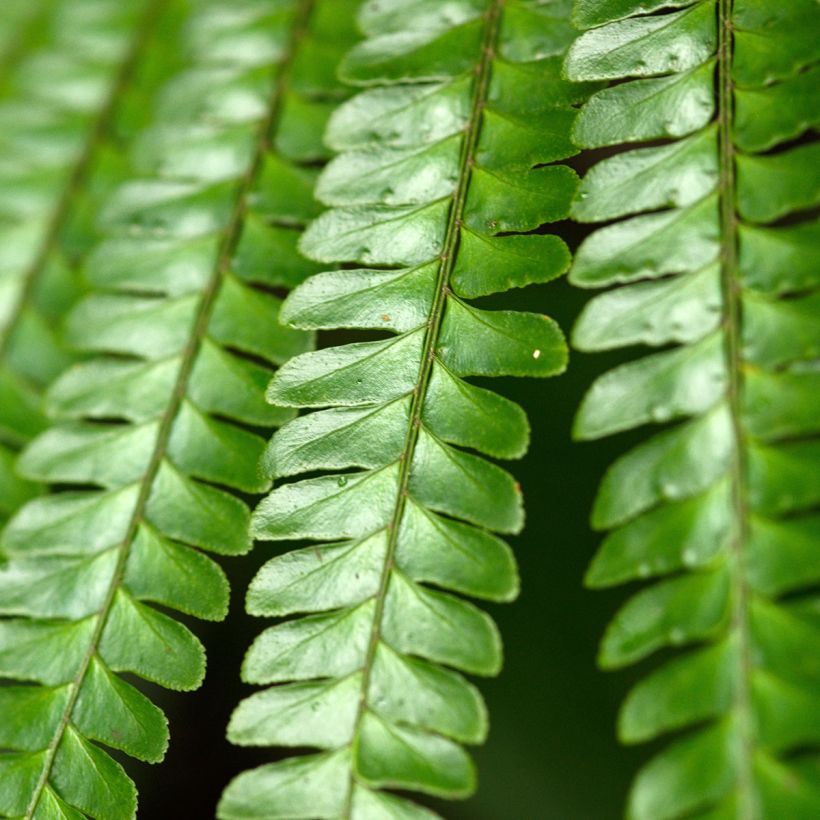 Didymochlaena truncatula - Felce (Foliage)