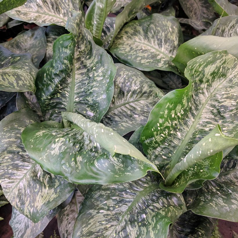 Dieffenbachia Tropic Snow (Fogliame)