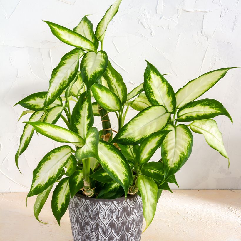 Dieffenbachia Camilla (Fogliame)