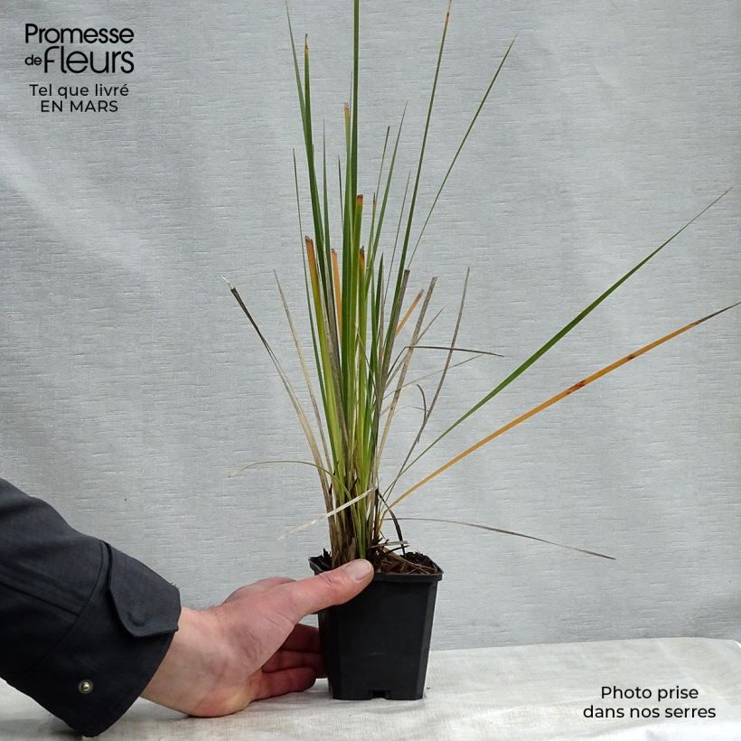 Dierama pulcherrimum Alba Vasetto da 8/9 cm esemplare consegnato in primavera