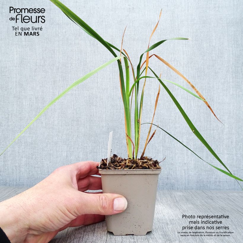 Dierama pulcherrimum Dark Cerise Vasetto da 8/9 cm esemplare consegnato in primavera