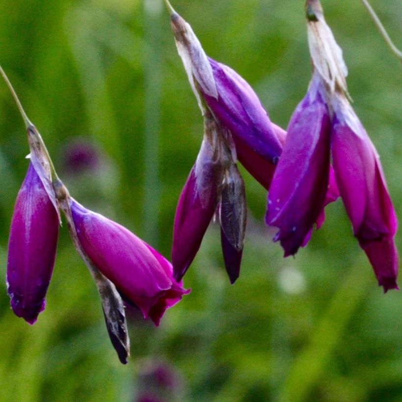 Dierama pulcherrimum Dark Cerise (Fioritura)