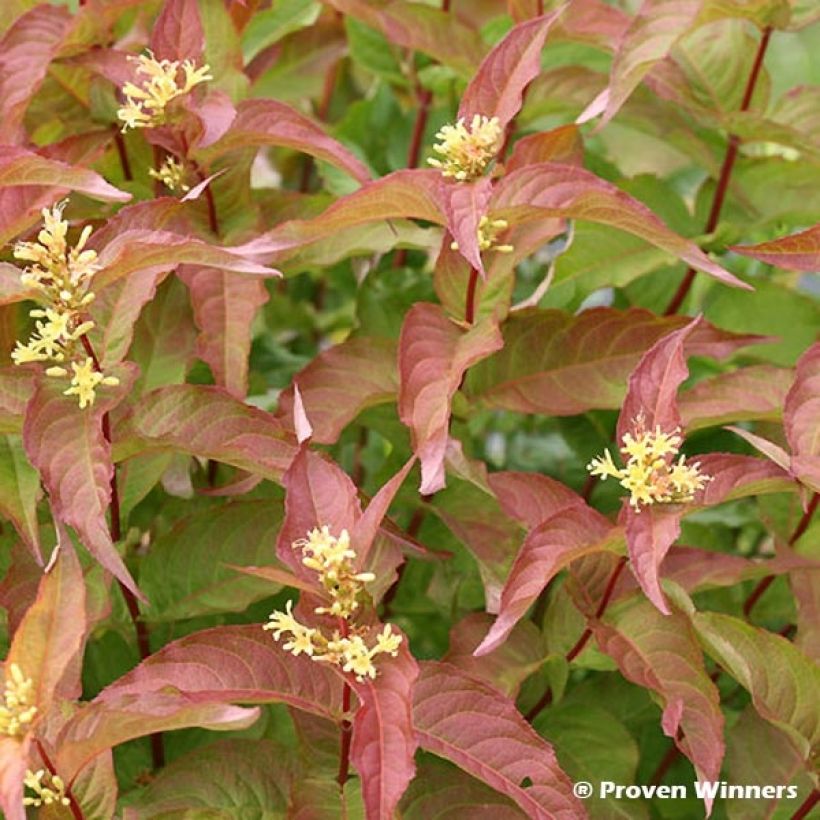 Diervilla Kodiak Red (Foliage)