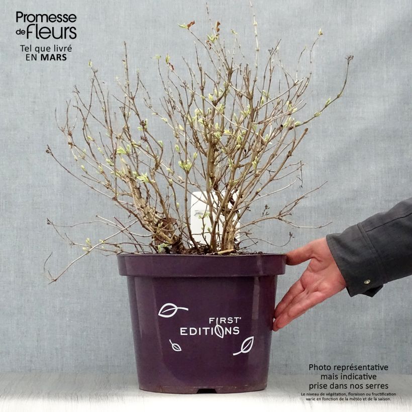 Example of Diervilla sessilifolia Cool Splash Vaso da 7,5L/10L as you get in printemps