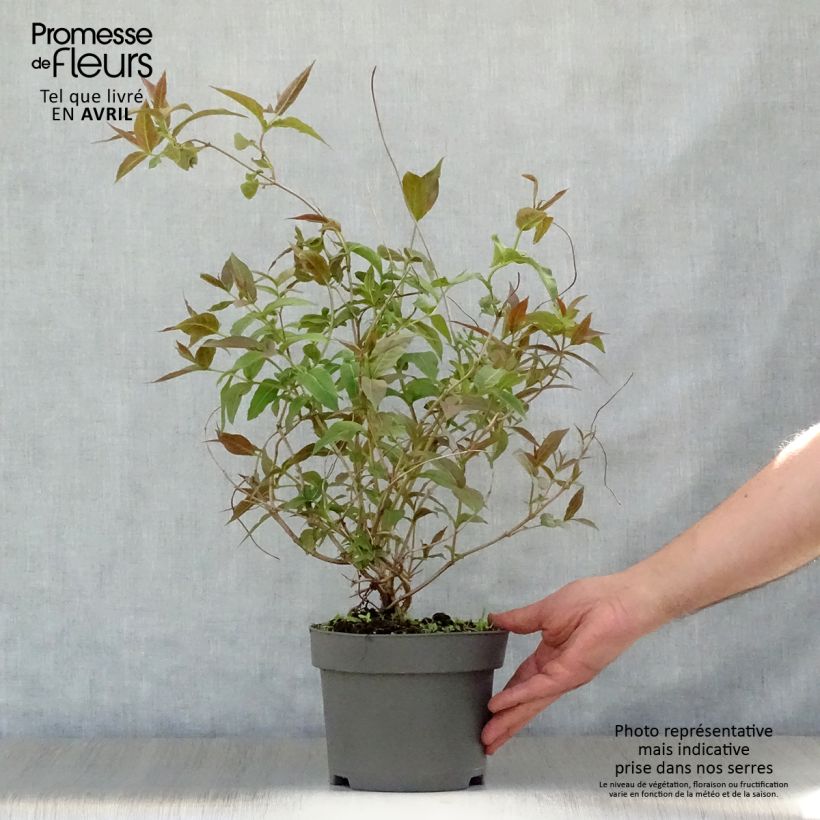 Diervilla splendens Vaso da 2L/3L esemplare consegnato in primavera