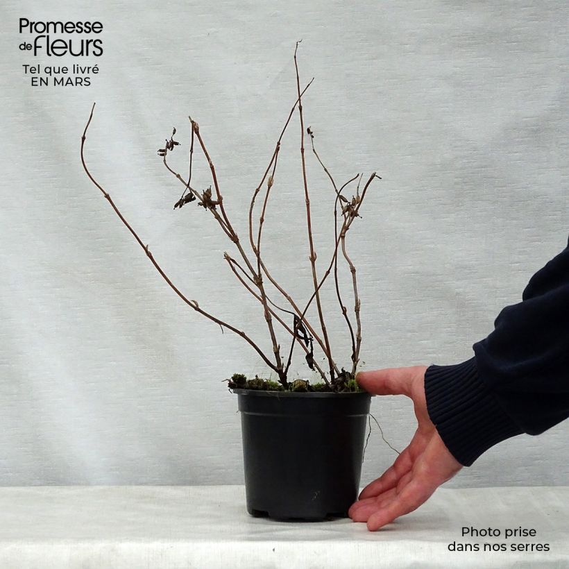 Diervilla splendens Vasetto da 8/9 cm esemplare consegnato in primavera