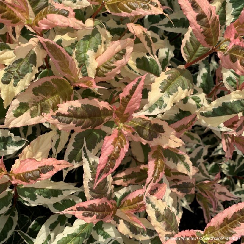 Diervilla Kodiak Mixx (Foliage)