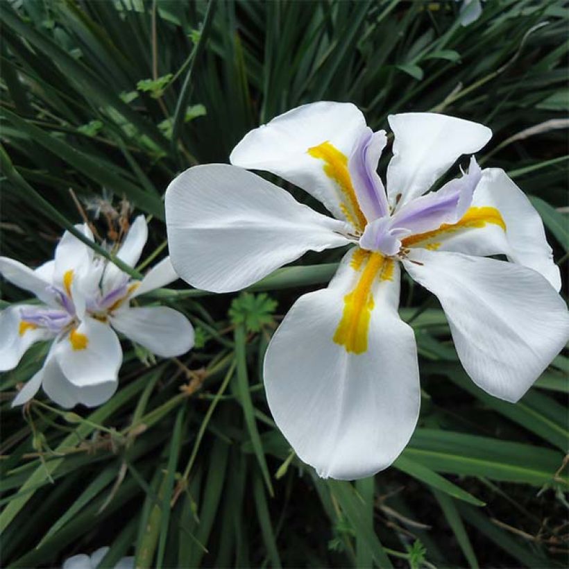 Dietes grandiflora (Fioritura)