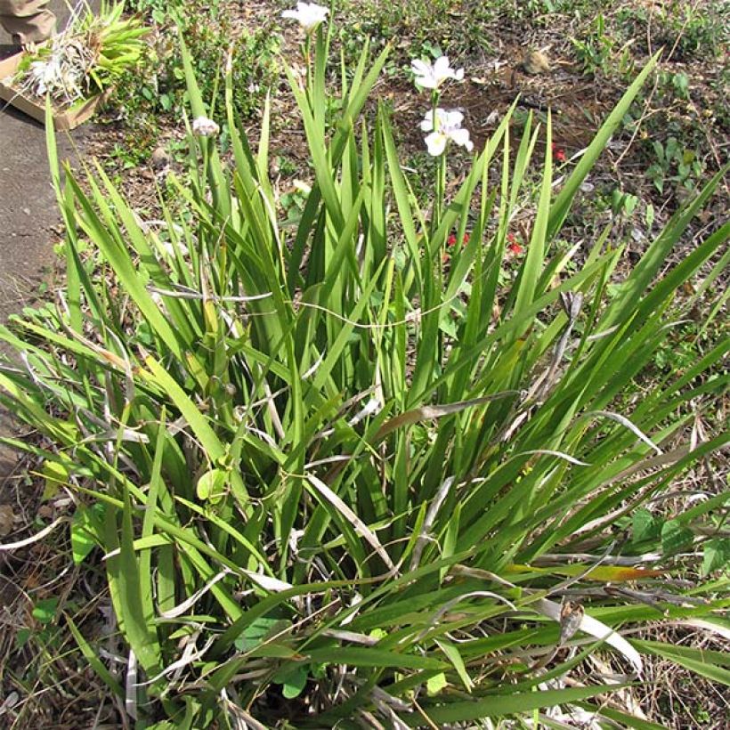 Dietes grandiflora (Porto)