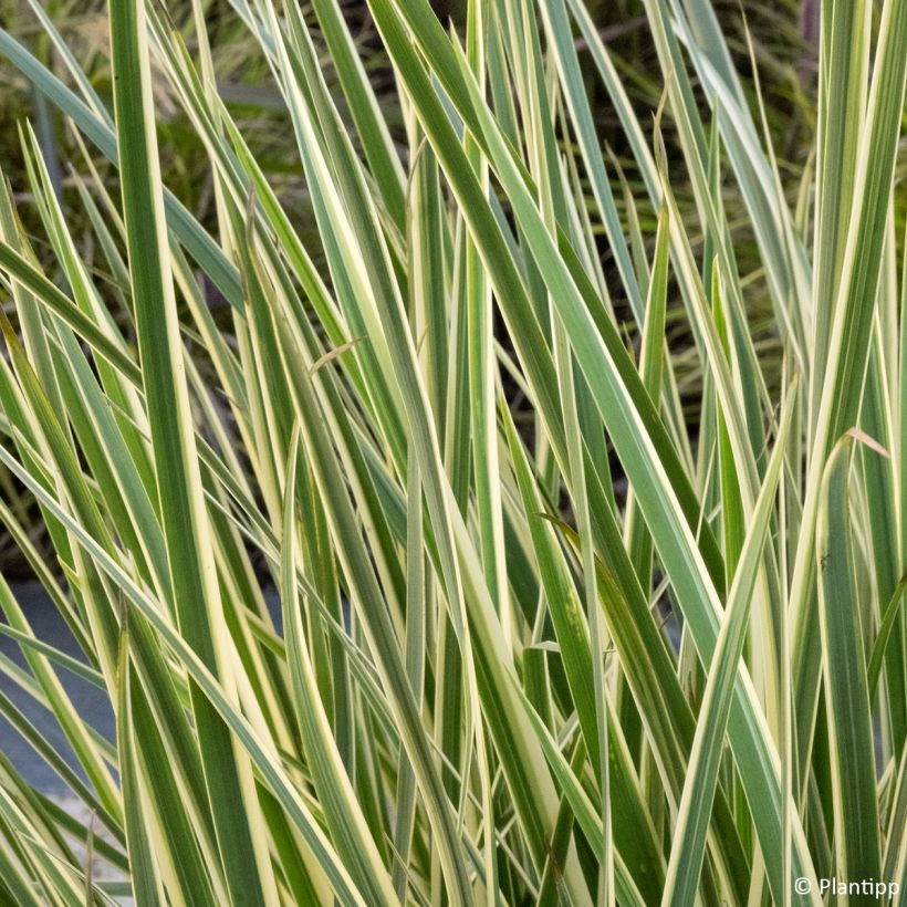 Dietes bicolor Milky Way (Fogliame)