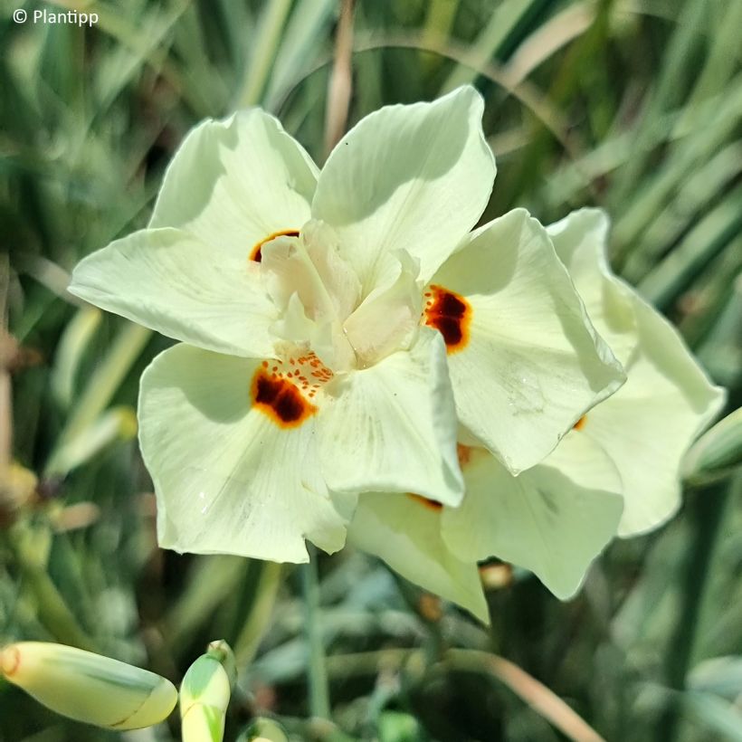 Dietes bicolor Milky Way (Fioritura)