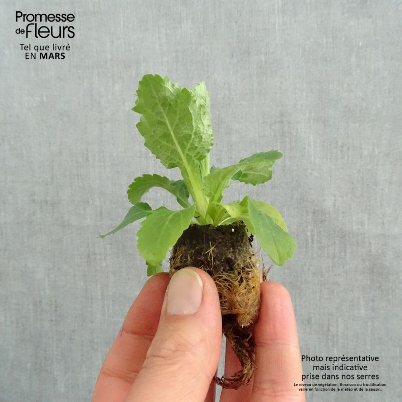 Digitalis Berry Canary - Digitale ibrido mini zolla... esemplare consegnato in primavera