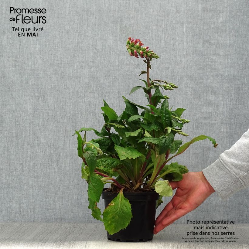 Digitalis Berry Canary - Digitale ibrido Vaso da 3L/4L esemplare consegnato in primavera