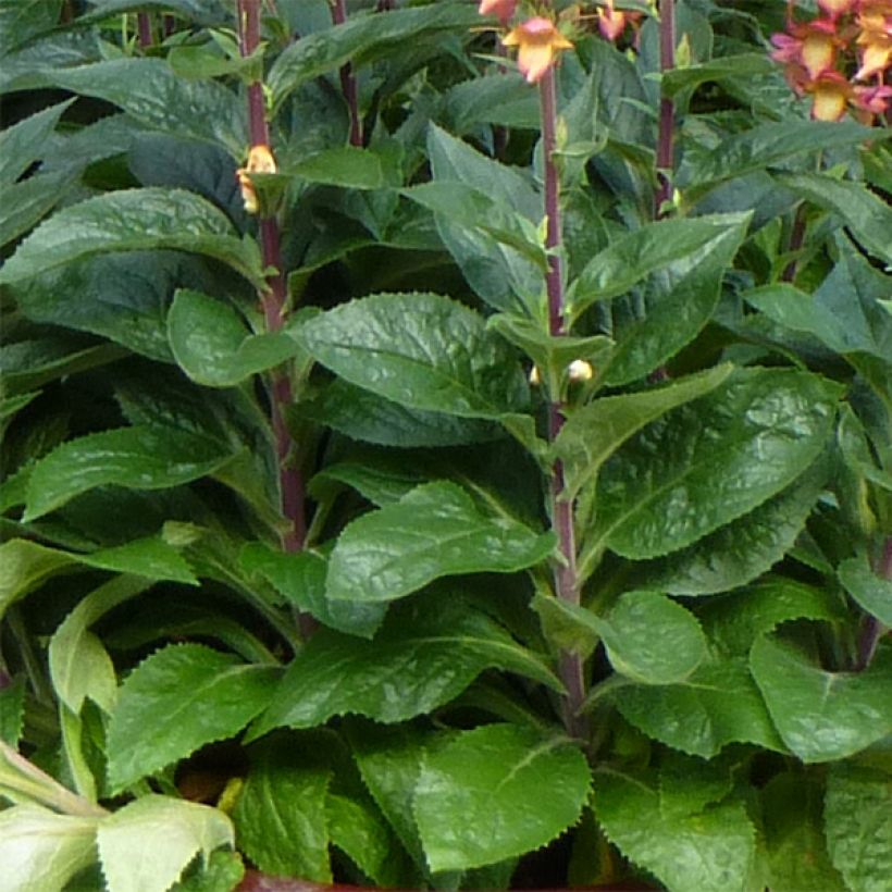 Digitalis Illumination Flame - Digitale ibrido (Foliage)